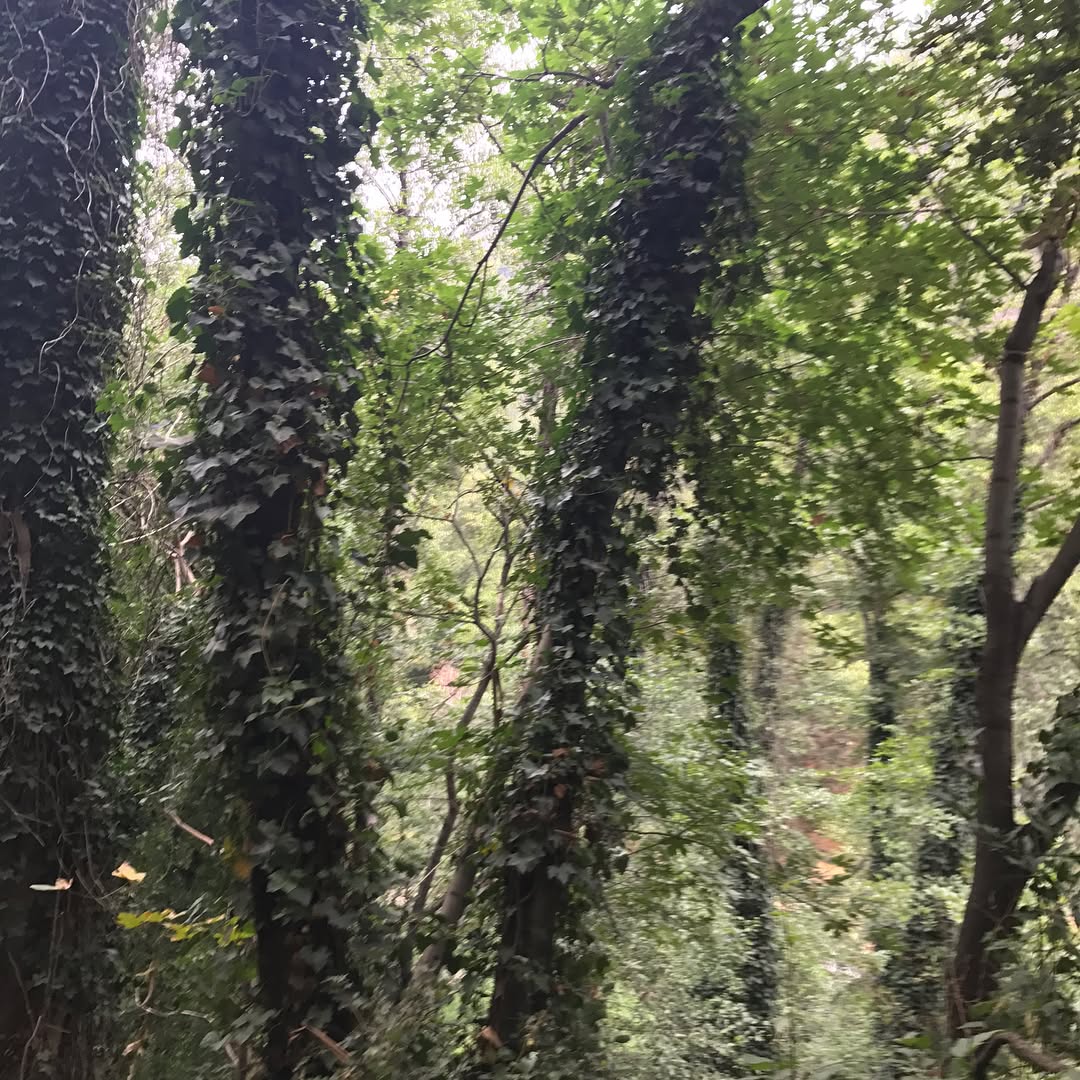 First hike ever to Chantry Flats and Sturtevant Falls