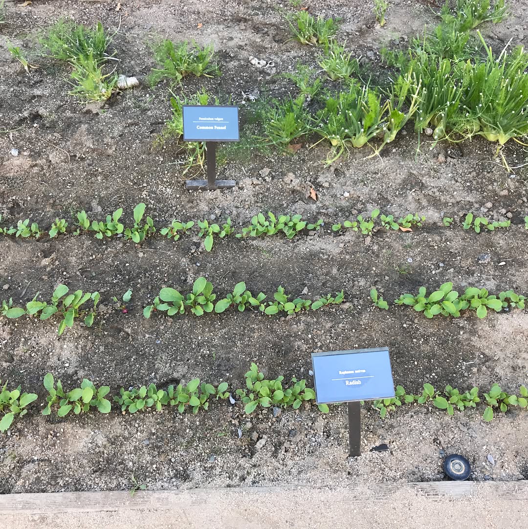 Getty Villa museum exterior