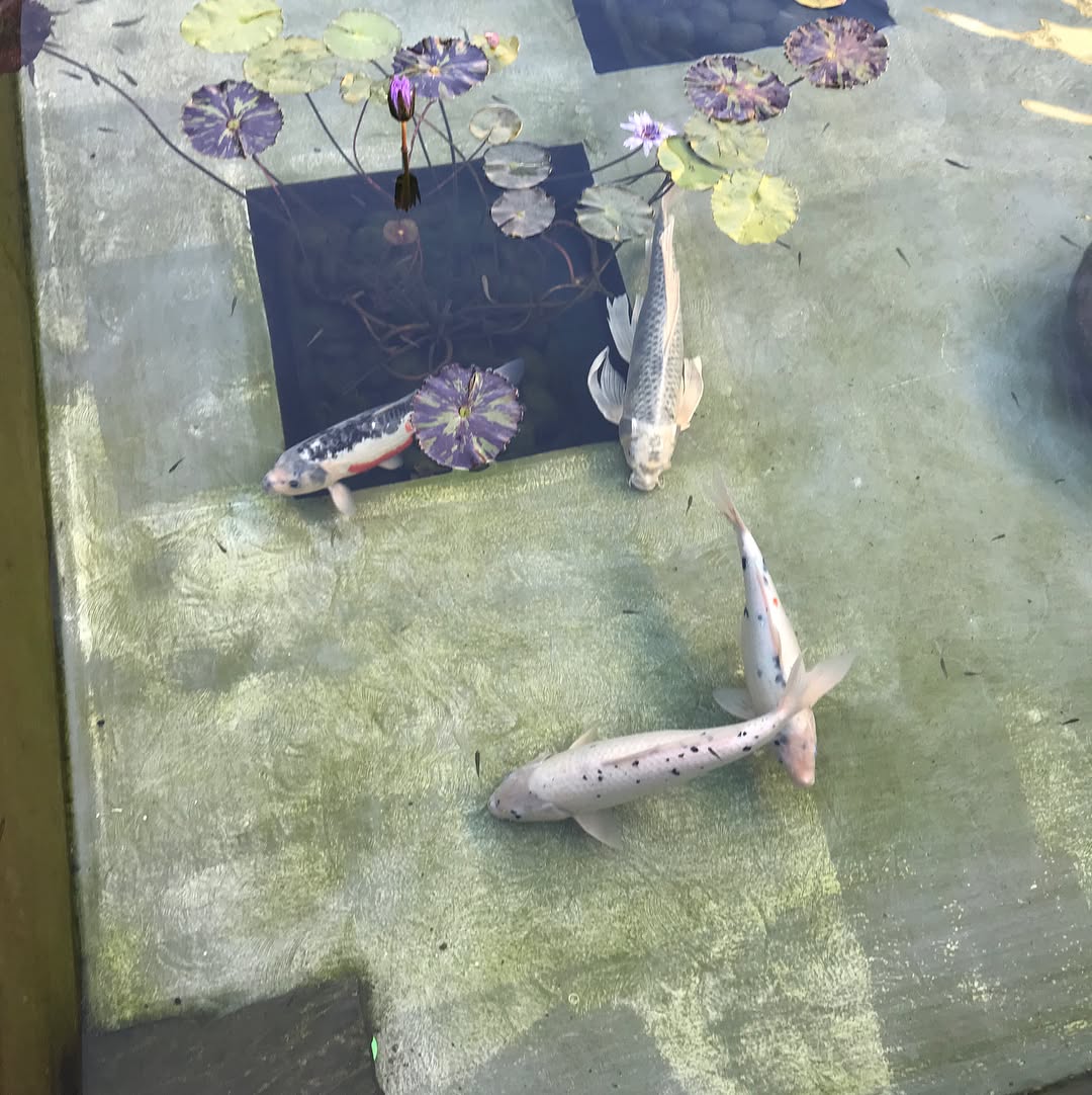 Getty Villa museum exterior