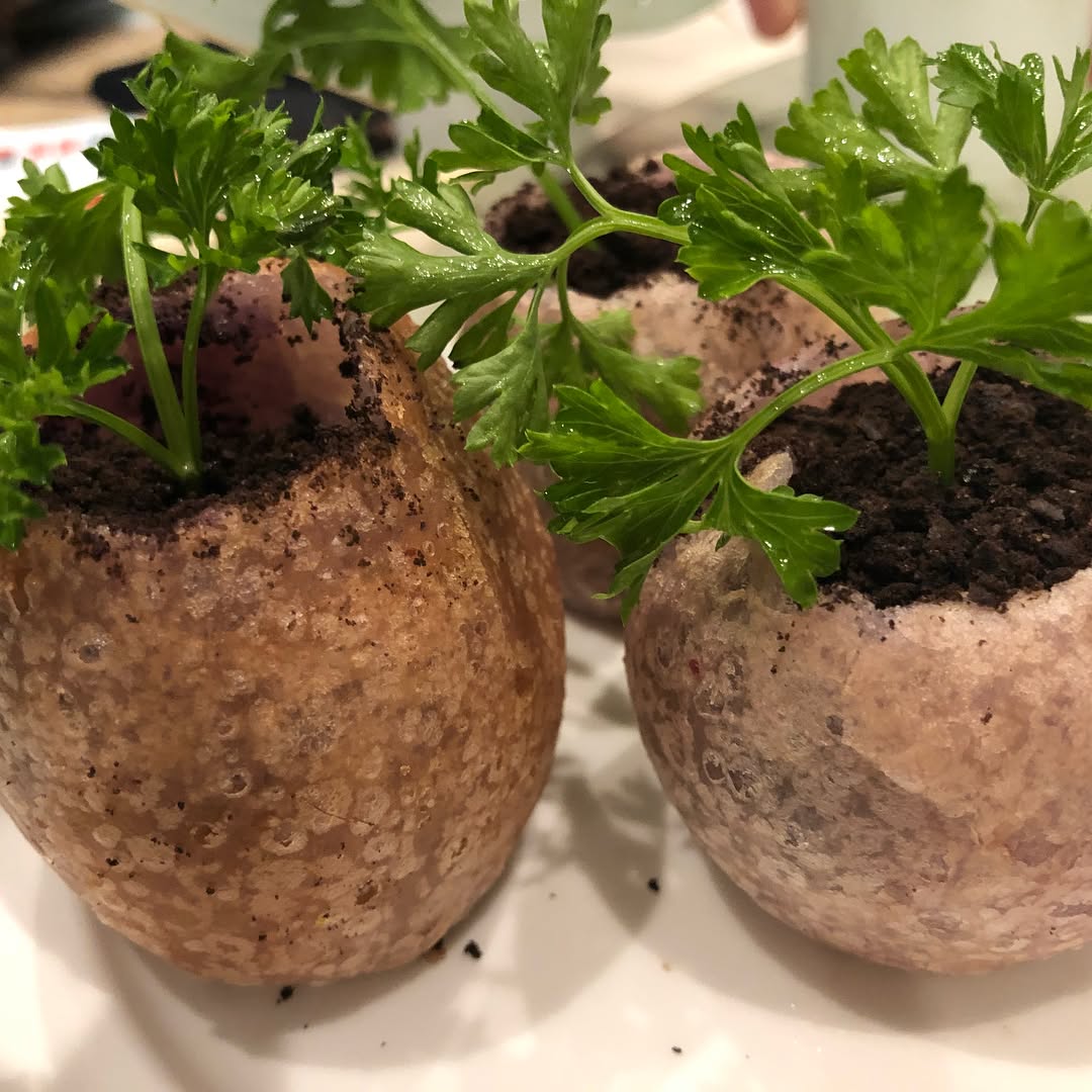 Dim sum at Xiang Yuan Gourmet, on Las Tunas in Temple City Creative morsels