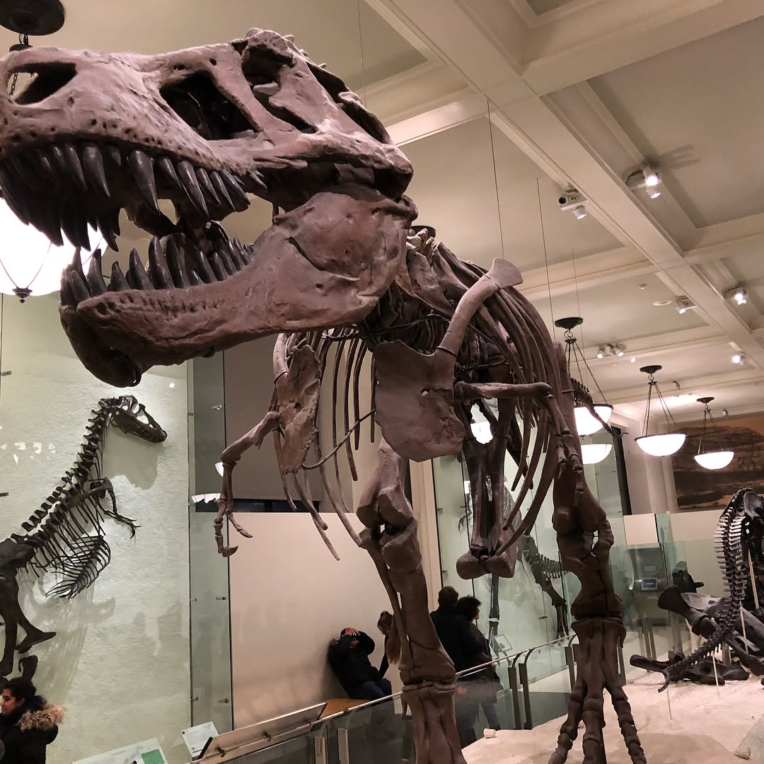 On this Snow day we braved the unexpected lines at the American Natural Histo...