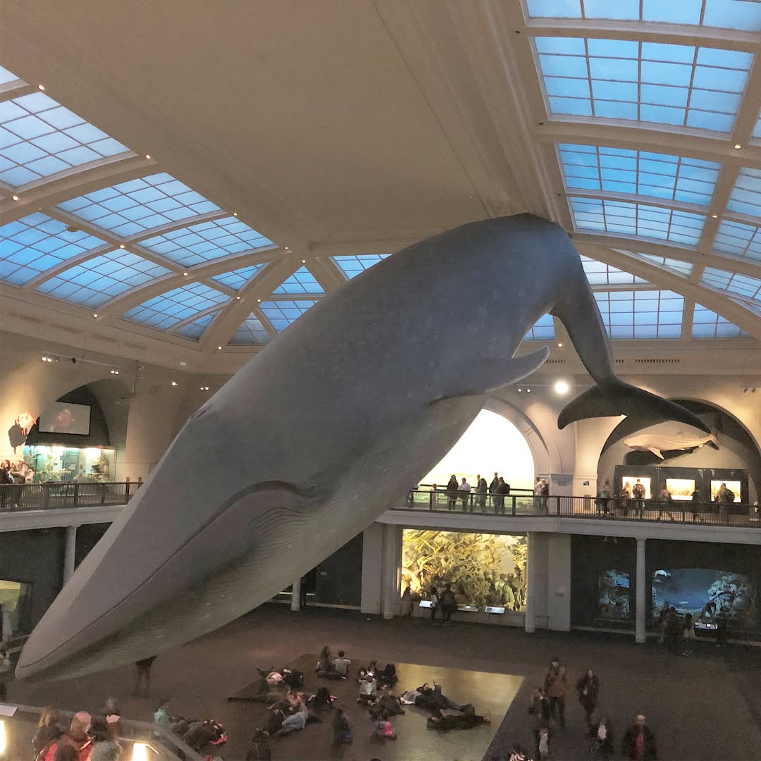 On this Snow day we braved the unexpected lines at the American Natural Histo...