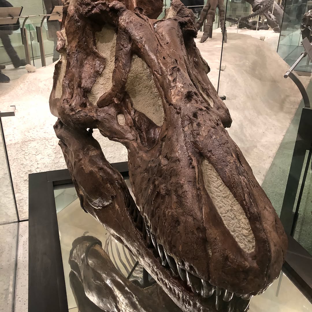 On this Snow day we braved the unexpected lines at the American Natural Histo...