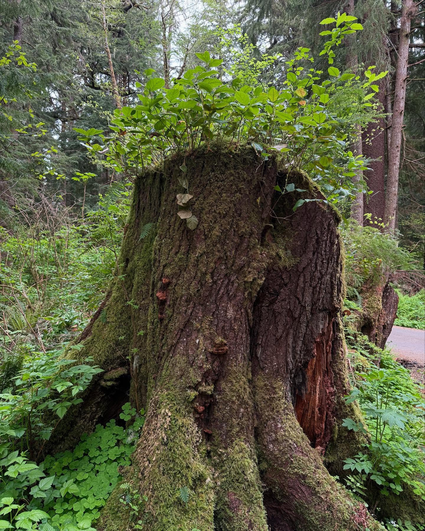 Some pics from my camping at Olympic National Park