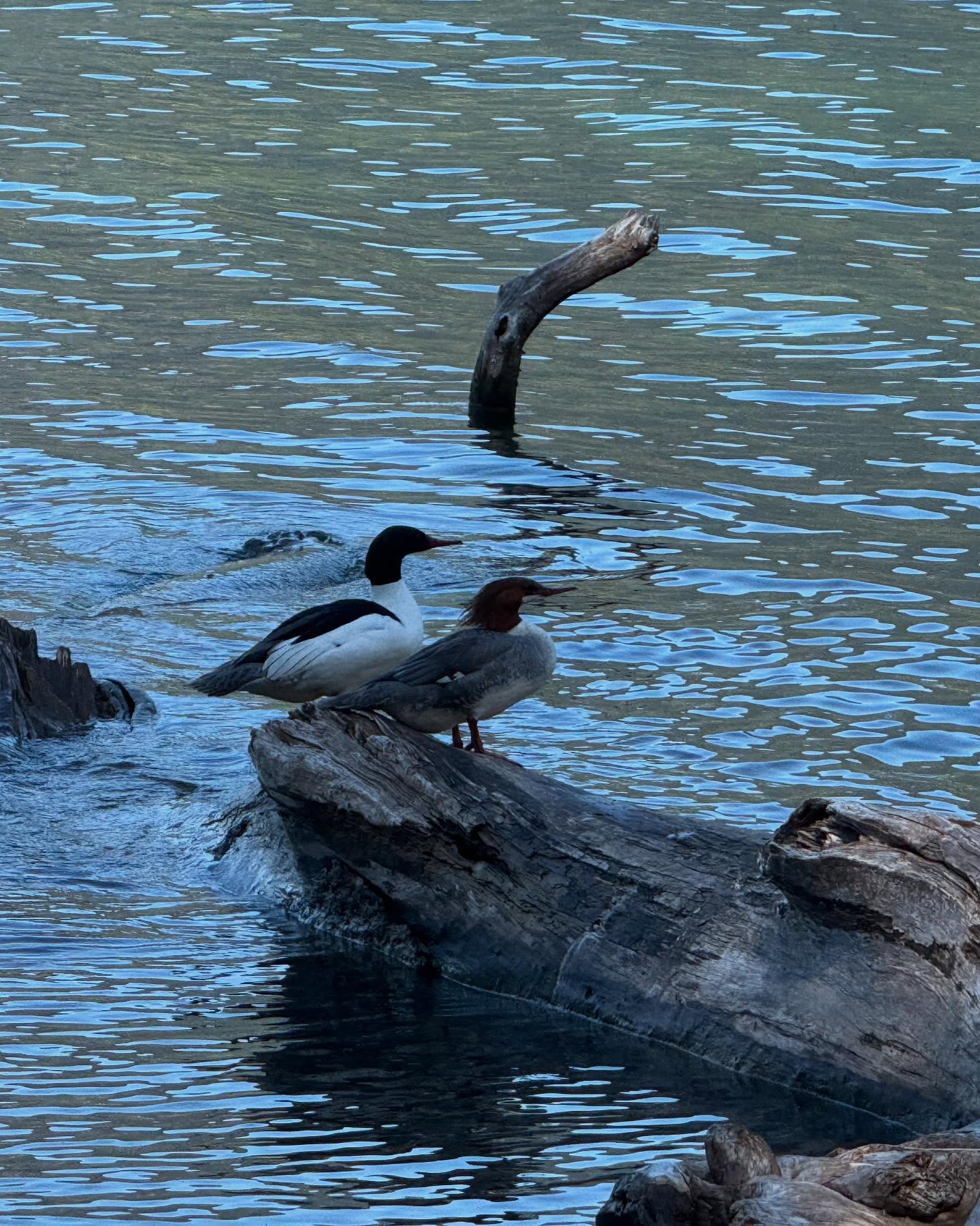 Some pics from my camping at Olympic National Park