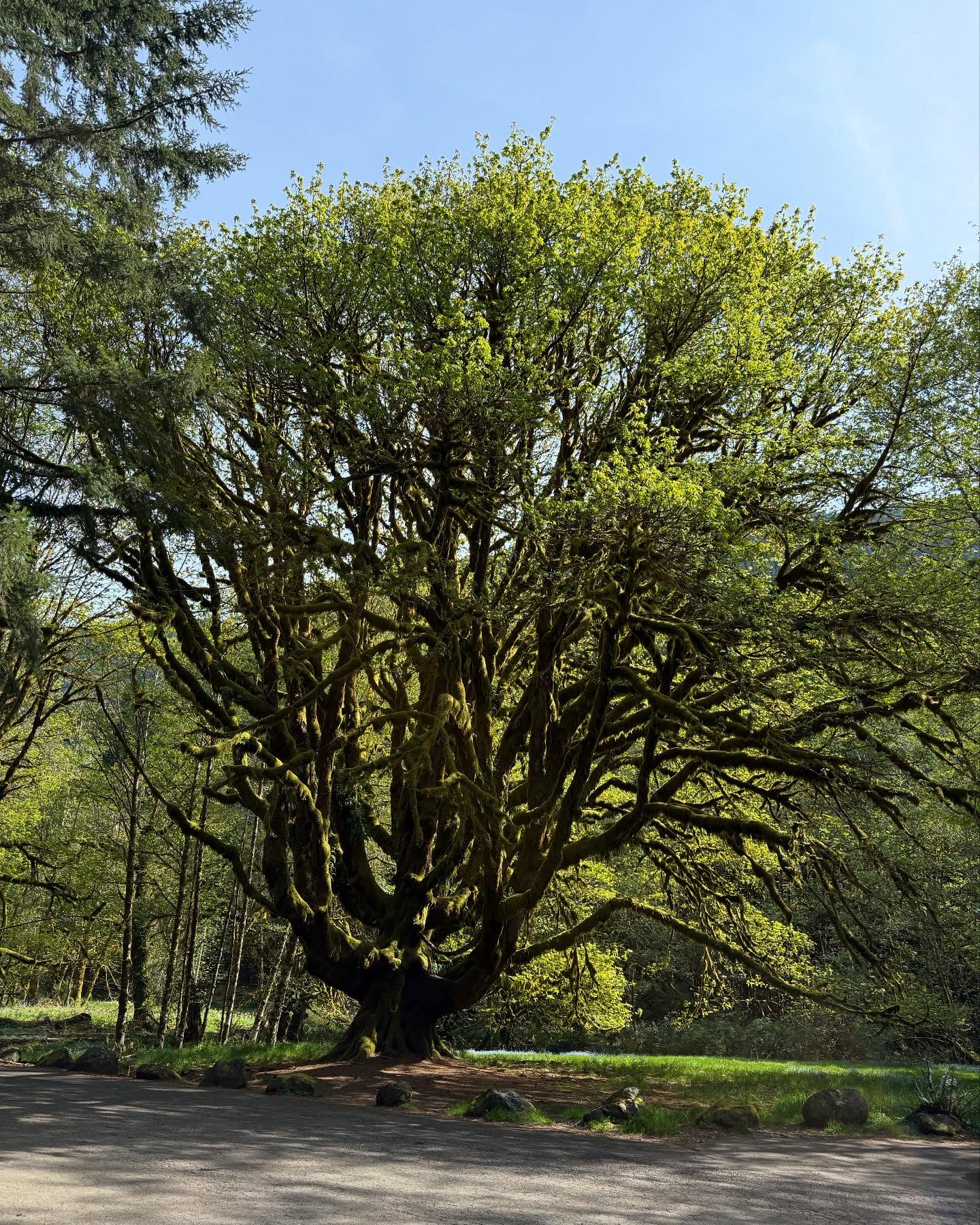 Some pics from my camping at Olympic National Park