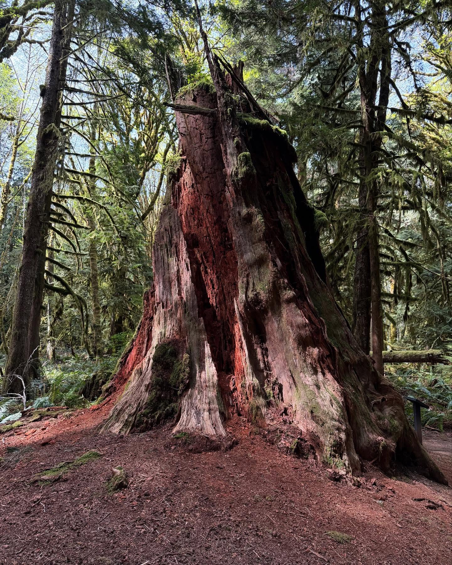 Some pics from my camping at Olympic National Park