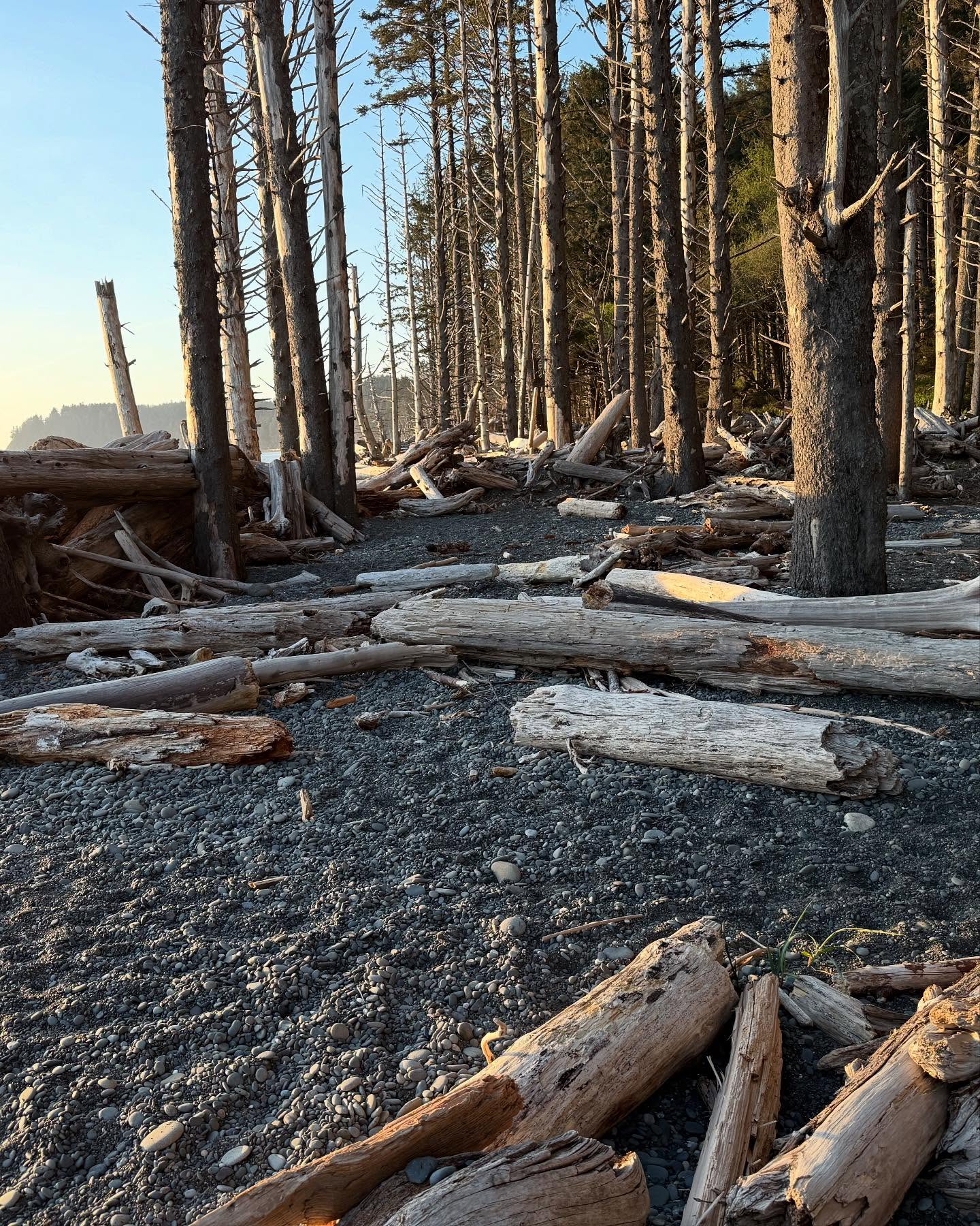 Some pics from my camping at Olympic National Park