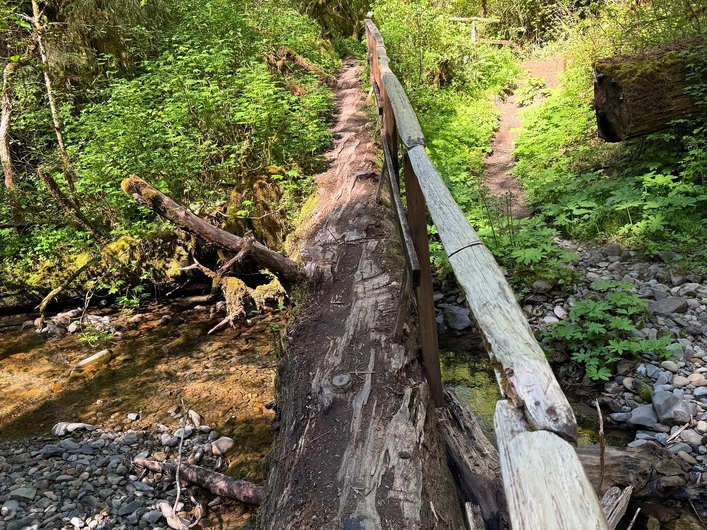 Bogachiel River rain forest