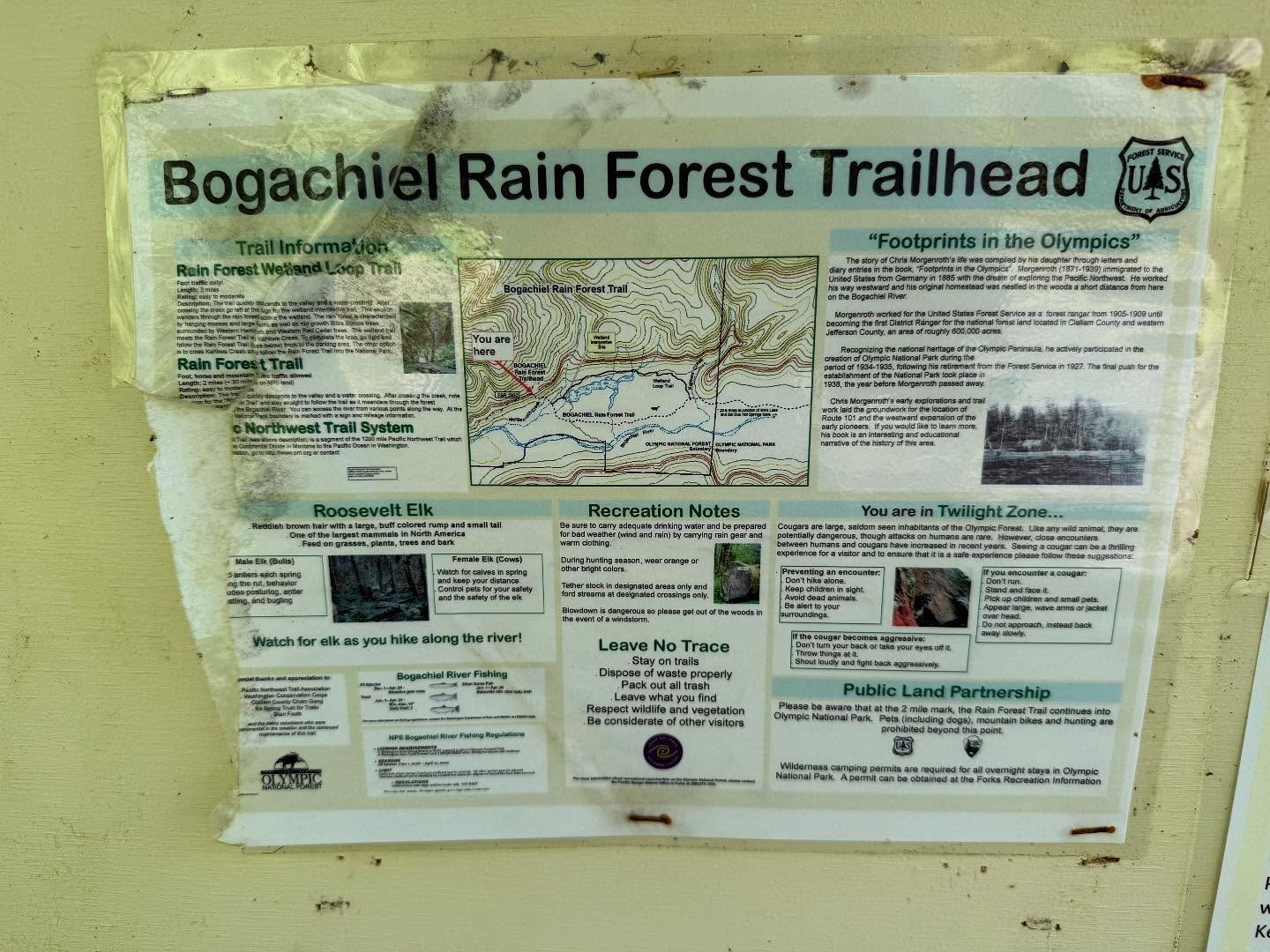 Bogachiel River rain forest