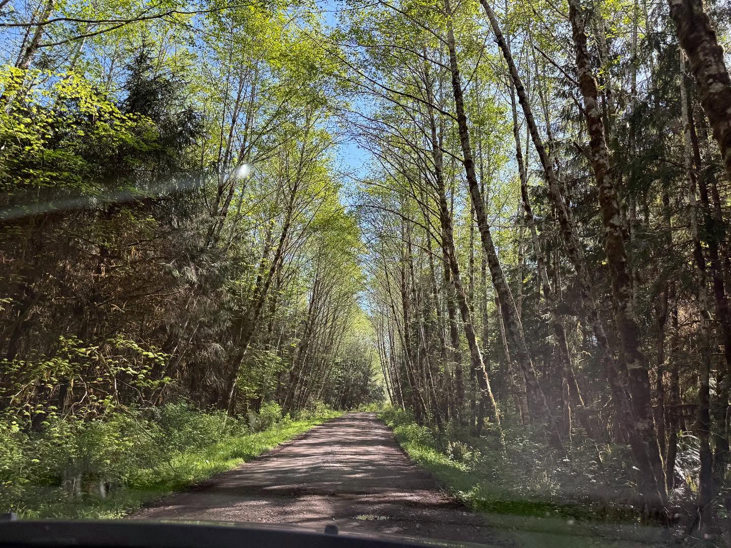 Bogachiel River rain forest