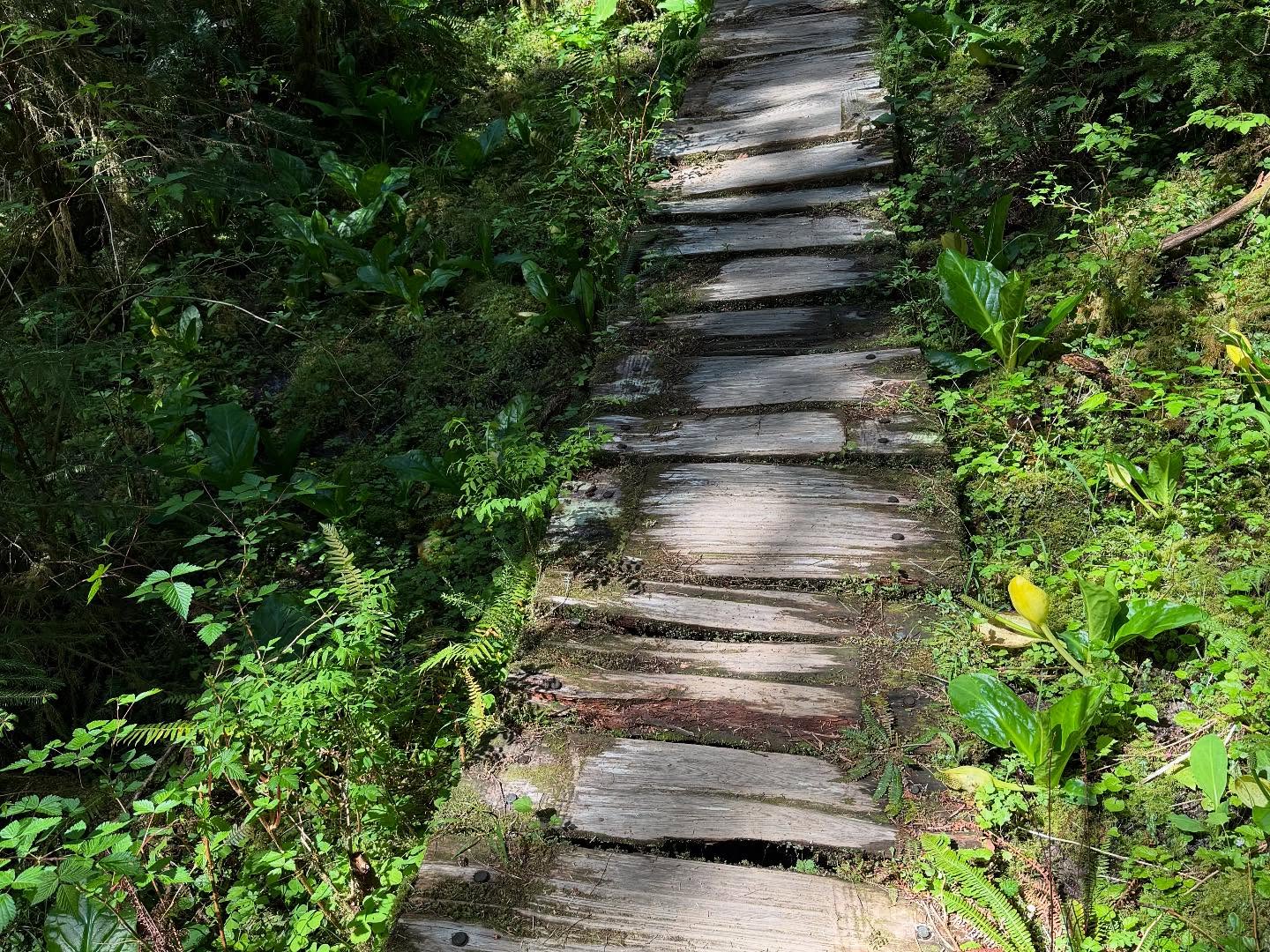 Bogachiel River rain forest