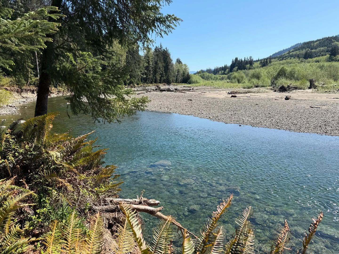 Bogachiel River rain forest